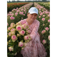 Роза Charming Piano - Rosen Tantau( Чарминг Пиано ) 3х річні