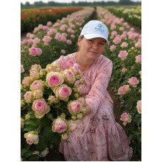 Роза Charming Piano - Rosen Tantau( Чарминг Пиано ) 3х річні