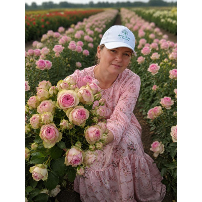 Роза Charming Piano - Rosen Tantau( Чарминг Пиано ) 3х річні