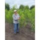 Персик Даймонд Принцес (Diamond Princess) 2х річні 
