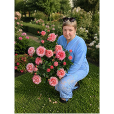 Троянда Джед Сет (Jed Set 2х річні 