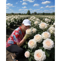 Троянда Chandos Beauty (Чандос Бьюті) 3х річна