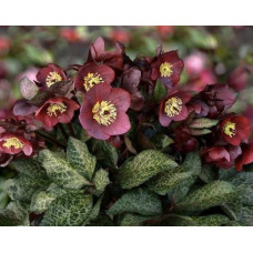 Чемерник/Морозник Helleborus orientalis Ice N’ Roses® Megan Marble 2х річні в 1л горщику 