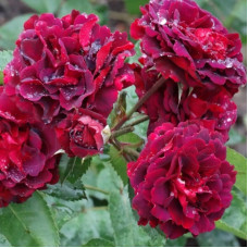 Троянда Katie's Rose (Кетіс Роуз)