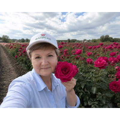 Троянда Домейн Дітьєр. (Domaine Dittiere) 