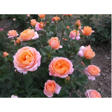 Троянда  Принцеса Айко (Princess Aiko) 2-3річні 