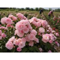 Троянда Heavenly Pink (Хевелі Пінк) 2-3 х річні
