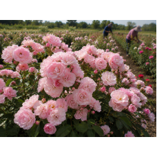 Троянда Heavenly Pink (Хевелі Пінк) 2-3х річні 