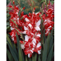 Гладіолус Гельветія (Helvetia)