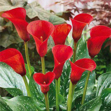 Кала Red Majesty (Меджестик Ред)
