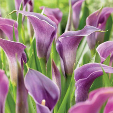 Калла Amethyst (Аметист)