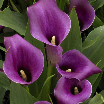 Калла Purple Sensation (Пурпл Сенсейшн)