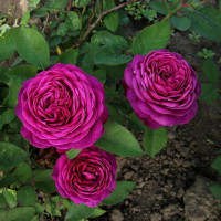 Роза спрей Хайди Клум 3х річні