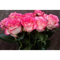 Троянда чайно-гібридна Джамалі