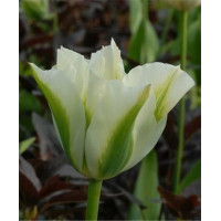 Тюльпан вірідифлора (зеленобарвковий) Spring Green (Сприн Грін)