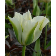 Тюльпан вірідифлора (зеленобарвковий) Spring Green (Сприн Грін)