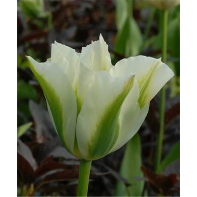 Тюльпан вірідифлора (зеленобарвковий) Spring Green (Сприн Грін)