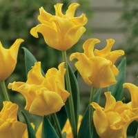 Тюльпан хвилястий Yellow Crown ( Еллоу Кроун)