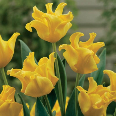 Тюльпан хвилястий Yellow Crown ( Еллоу Кроун)
