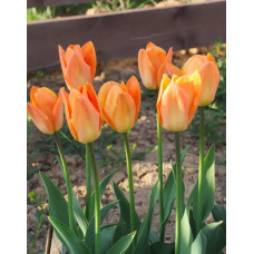 Тюльпан гібрид Фостера Orange Breeze (Оранж Бриз)