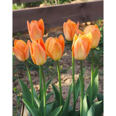 Тюльпан гібрид Фостера Orange Breeze (Оранж Бриз)