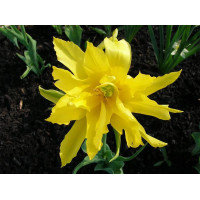 Тюльпан лилиевидный Yellow Spider ( Йеллоу Спайдер )