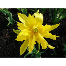 Тюльпан лілілеєподібний Yellow Spider (Еллоу Спайдер)