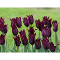 Тюльпан лілієподібний Burgundy ( Бургунді)