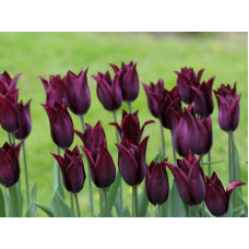 Тюльпан лілієподібний Burgundy ( Бургунді)
