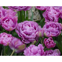 Тюльпан махровий + багатобарвковий Lilac Perfection (Лілек Перфекшн)