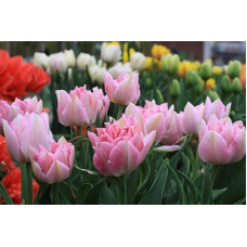 Тюльпан махровий + багатобарвний Peach Blossom (Піч Блоссом)