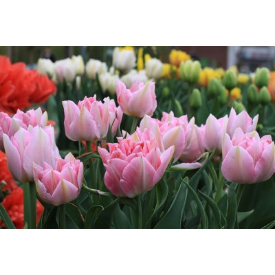 Тюльпан махровий + багатобарвний Peach Blossom (Піч Блоссом)
