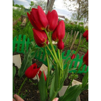 Тюльпан багатобарвковий ( мультифлора) Silhouette Bouquet ( Силует Букет)