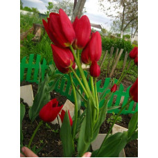 Тюльпан багатобарвковий ( мультифлора) Silhouette Bouquet ( Силует Букет)
