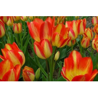 Тюльпан багатобарвковий ( мультифлора) Florette ( Флоретте)