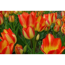 Тюльпан багатобарвковий ( мультифлора) Florette ( Флоретте)