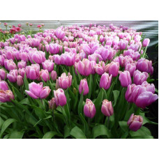 Тюльпан тріумф Holland Beauty ( Холанд Б'юті)