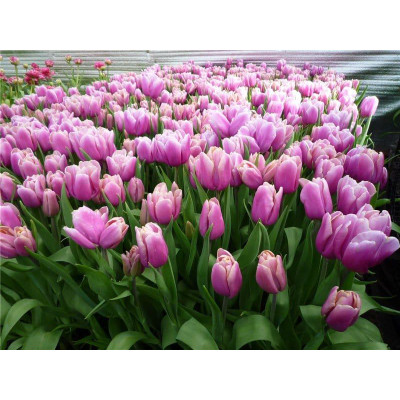 Тюльпан тріумф Holland Beauty ( Холанд Б'юті)
