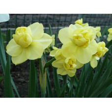 Нарцис багатобарвний Yellow Cheerfulness ( Єллоу Чифулнес)