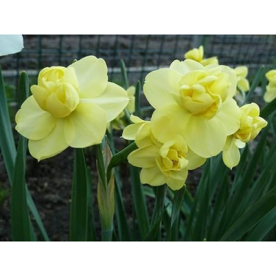 Нарцисс многоцветковый Yellow Cheerfulness ( Йеллоу Чифулнесс )