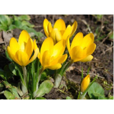 Крокус великобарвний Yellow (Еллоу) 10 шт.
