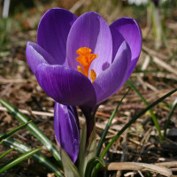 Крокус великобарвний Flower Record ( Флавер Рекорд), 10 шт.