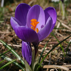 Крокус великобарвний Flower Record ( Флавер Рекорд), 10 шт.