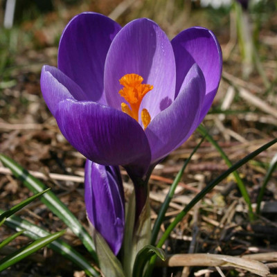 Крокус великобарвний Flower Record ( Флавер Рекорд), 10 шт.