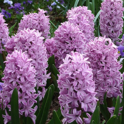 Гіацинт Splendid Cornelia ( Сплендід Корнелія )