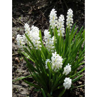 Мускари Botryoides Album ( Ботридис Альбум )