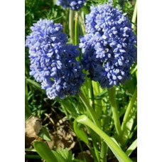 Мускарі Blue Spike ( Блю Спайк )