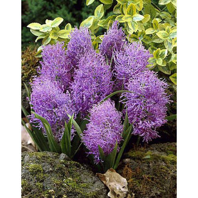 Мускарі Comosum Plumosum ( Комозам Плюмозум)