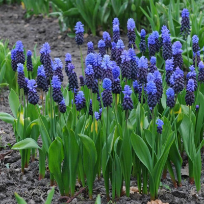 Мускарі Latifolium ( Латифоліум)