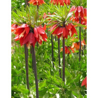 Фритлярія (рибчик) Rubra (бера)